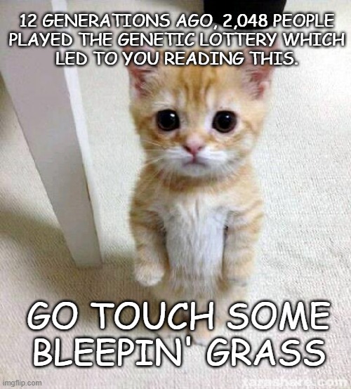 *PSSST!!!* *Hey, you!!*  *Yeah, you...* | 12 GENERATIONS AGO, 2,048 PEOPLE
PLAYED THE GENETIC LOTTERY WHICH
LED TO YOU READING THIS. GO TOUCH SOME
BLEEPIN' GRASS | image tagged in memes,cute cat,touch grass | made w/ Imgflip meme maker