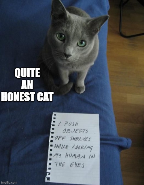 Honest Cat | QUITE AN HONEST CAT | image tagged in cats | made w/ Imgflip meme maker