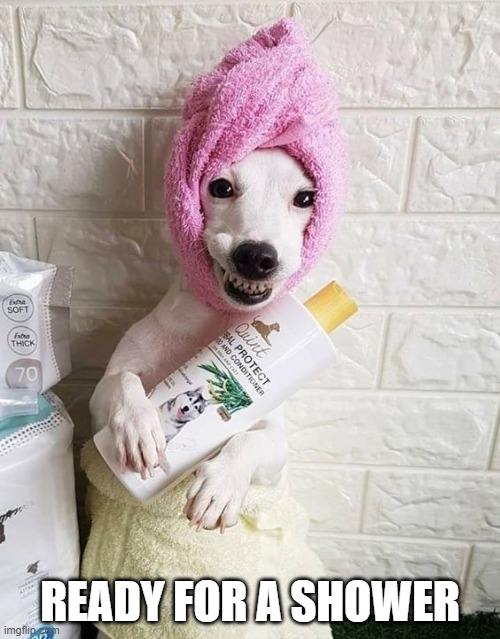 Shower Dog | READY FOR A SHOWER | image tagged in dogs | made w/ Imgflip meme maker
