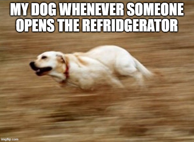 Sonic Speed! | MY DOG WHENEVER SOMEONE OPENS THE REFRIDGERATOR | image tagged in fast doggo | made w/ Imgflip meme maker