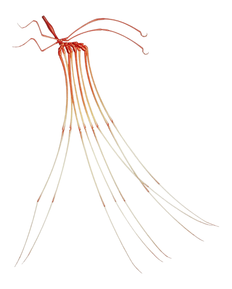 Sea spider Blank Meme Template