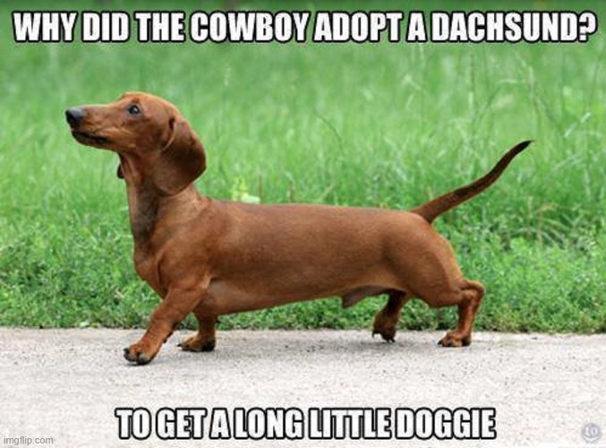 Ba-Dum Tsss | image tagged in vince vance,dogs,cowboy,weiner dog,memes,dachshund | made w/ Imgflip meme maker