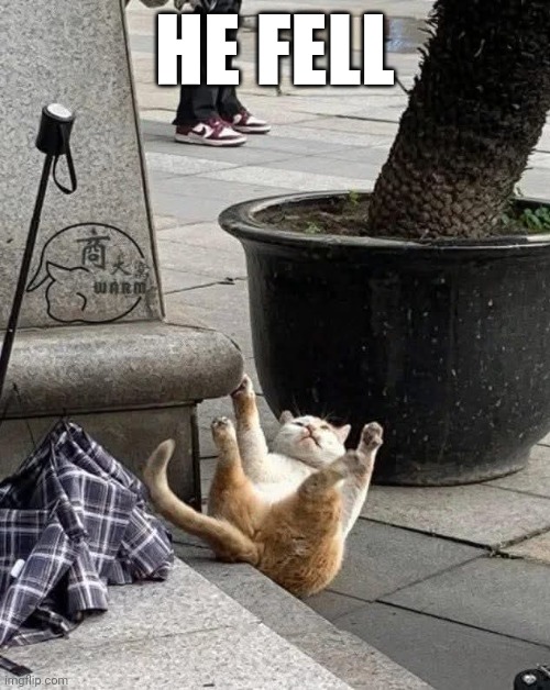 He cat | HE FELL | made w/ Imgflip meme maker