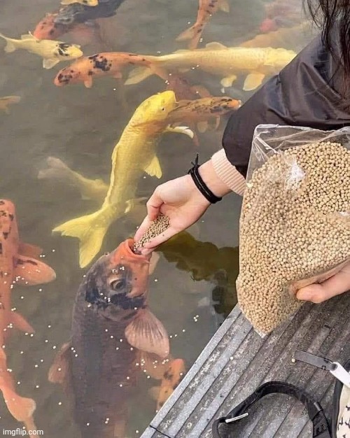 Fish | image tagged in fish | made w/ Imgflip meme maker