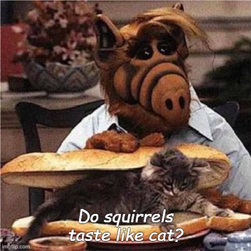 Do squirrels taste like cat? | made w/ Imgflip meme maker