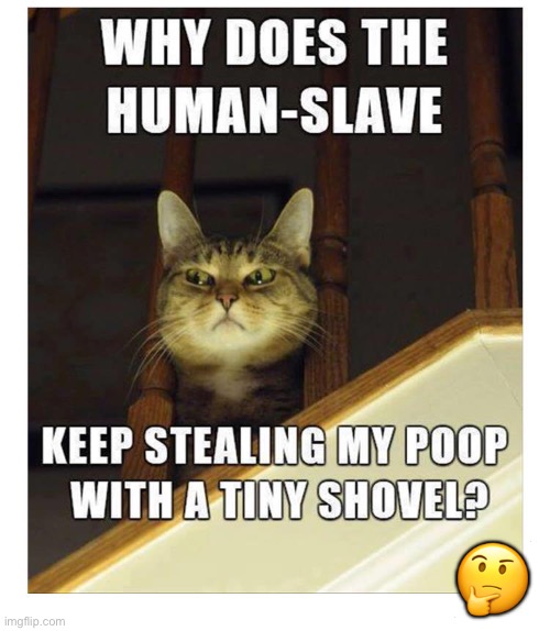 One of life’s unsolved mysteries… | 🤔 | image tagged in cats,tiny shovel,human slave,stealing poop | made w/ Imgflip meme maker