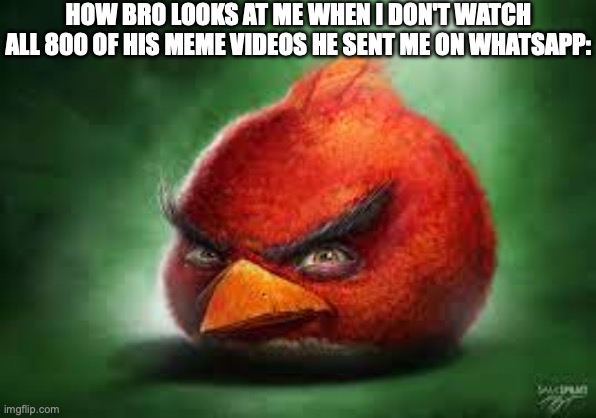 like bro DID U GET A WHOPPAH | HOW BRO LOOKS AT ME WHEN I DON'T WATCH ALL 800 OF HIS MEME VIDEOS HE SENT ME ON WHATSAPP: | image tagged in realistic red angry birds,memes,bro,discord,instagram,whatsapp | made w/ Imgflip meme maker