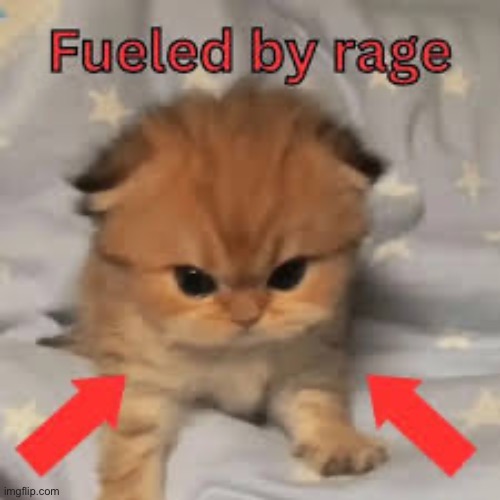 Rage Kitten | image tagged in cats,funny cats,kittens,cute kittens,rage,angry cat | made w/ Imgflip meme maker