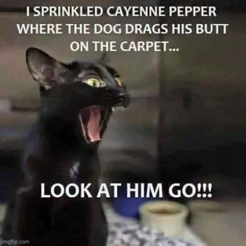 Look At Him Go | image tagged in cats,funny cats,facial expressions,dogs,butt,pranks | made w/ Imgflip meme maker