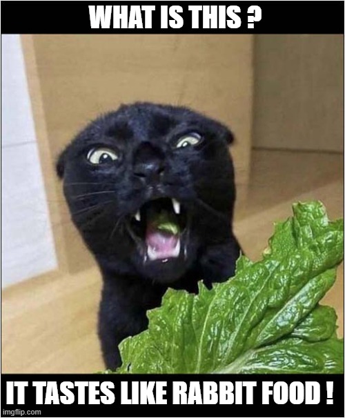 Snack Time ! | WHAT IS THIS ? IT TASTES LIKE RABBIT FOOD ! | image tagged in cats,lettuce,rabbit food | made w/ Imgflip meme maker