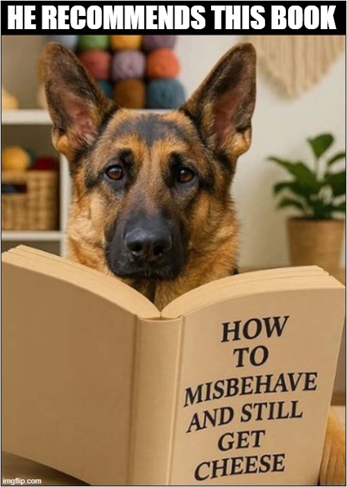 Who Knew Dogs Could Read ? | HE RECOMMENDS THIS BOOK | image tagged in dogs,german shepherd,reading | made w/ Imgflip meme maker