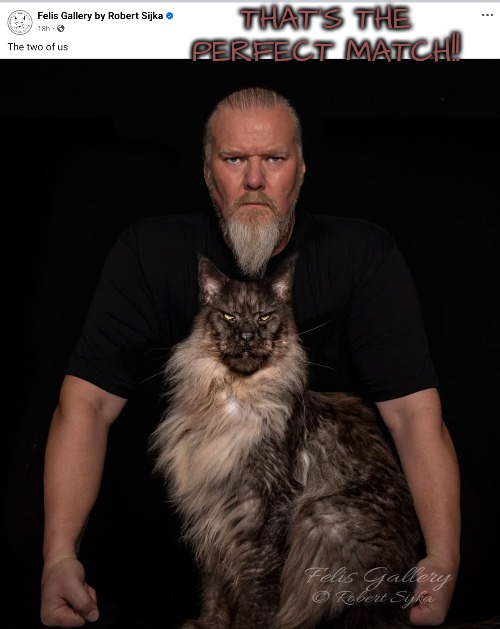 For Aesthetically Pleasing Felines | THAT'S THE PERFECT MATCH!! | image tagged in cats are eye candy | made w/ Imgflip meme maker