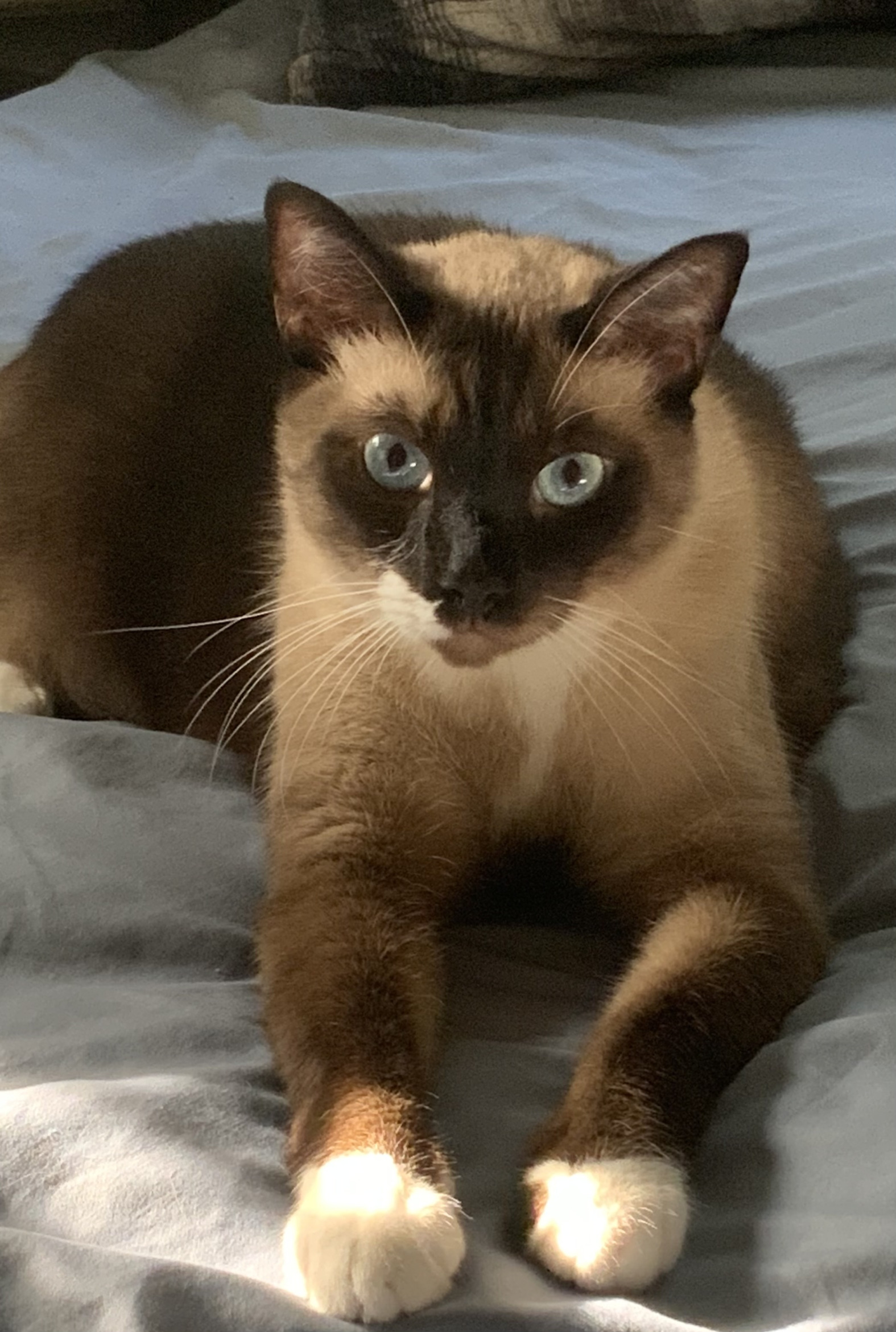 Simon the cat Blank Meme Template