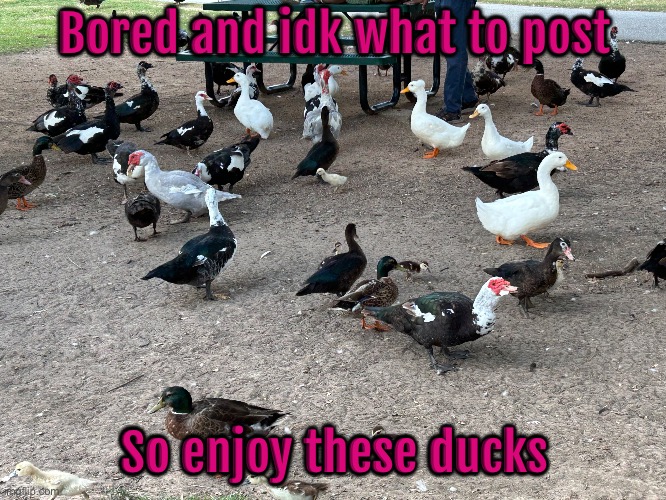 Bored and idk what to post; So enjoy these ducks | made w/ Imgflip meme maker