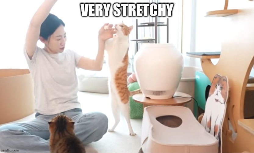 Thats a looooong kitteh | VERY STRETCHY | image tagged in thats a looooong kitteh | made w/ Imgflip meme maker