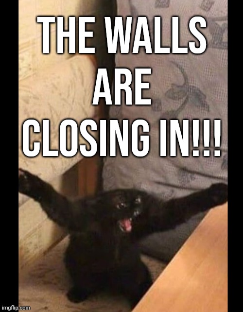 Scared cat | The walls are closing in!!! | image tagged in scared cat | made w/ Imgflip meme maker