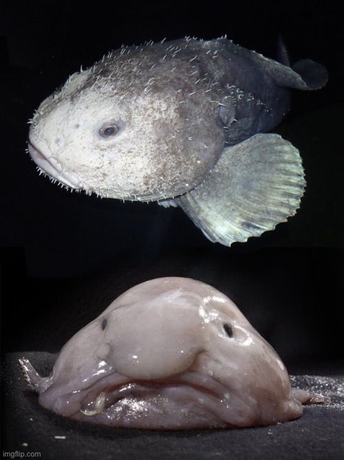 Blob fish under sea pressure vs blob fish on land | made w/ Imgflip meme maker