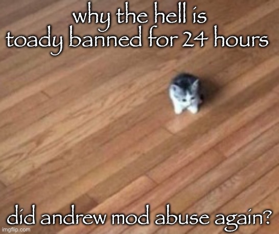 tiny ahh cat | why the hell is toady banned for 24 hours; did andrew mod abuse again? | image tagged in tiny ahh cat | made w/ Imgflip meme maker