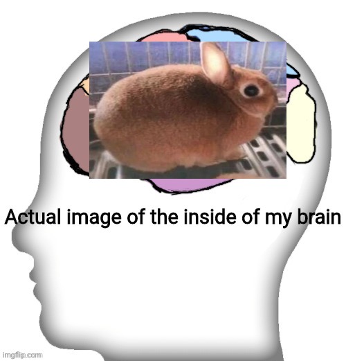 Actual image of the inside of my brain | image tagged in actual image of the inside of my brain | made w/ Imgflip meme maker