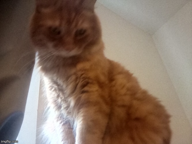 Johnny shall decide your fate. | made w/ Imgflip meme maker