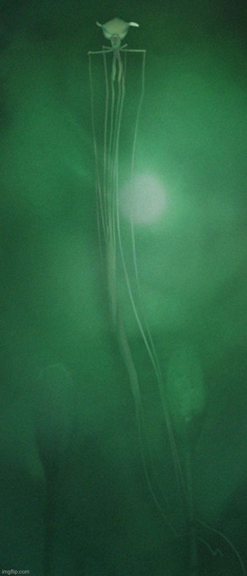 Magnapinna Squid | made w/ Imgflip meme maker