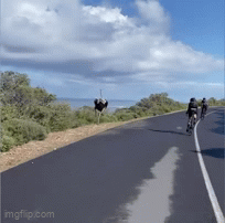 a3d12x.gif
