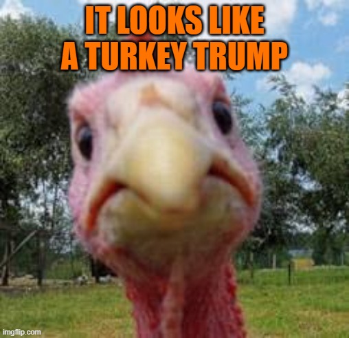 turkey | IT LOOKS LIKE A TURKEY TRUMP | image tagged in turkey | made w/ Imgflip meme maker