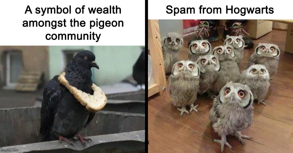 Birds | . | image tagged in birds | made w/ Imgflip meme maker