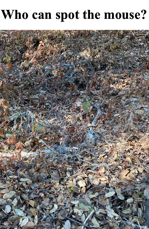 “Though he be but small, he is fierce” | Who can spot the mouse? | image tagged in mouse,spot it,picture | made w/ Imgflip meme maker