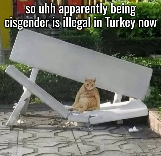cat on broken bench | so uhh apparently being cisgender is illegal in Turkey now | image tagged in cat on broken bench | made w/ Imgflip meme maker