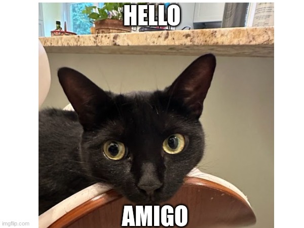 hello! | HELLO; AMIGO | image tagged in cats | made w/ Imgflip meme maker