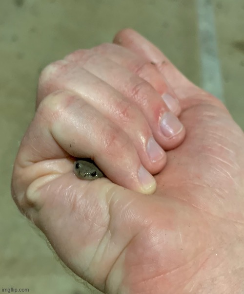 forg | made w/ Imgflip meme maker