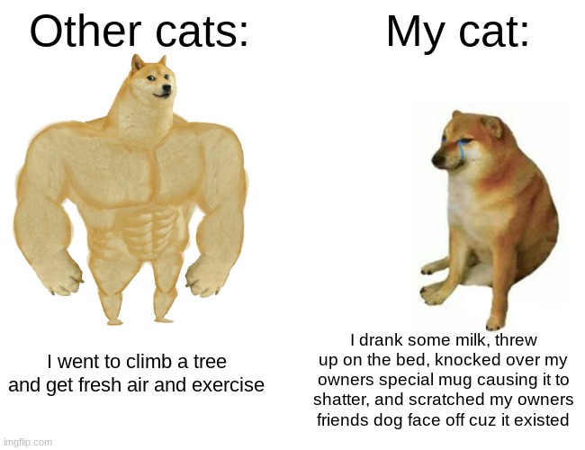 Buff Doge vs. Cheems | Other cats:; My cat:; I drank some milk, threw up on the bed, knocked over my owners special mug causing it to shatter, and scratched my owners friends dog face off cuz it existed; I went to climb a tree and get fresh air and exercise | image tagged in memes,buff doge vs cheems | made w/ Imgflip meme maker