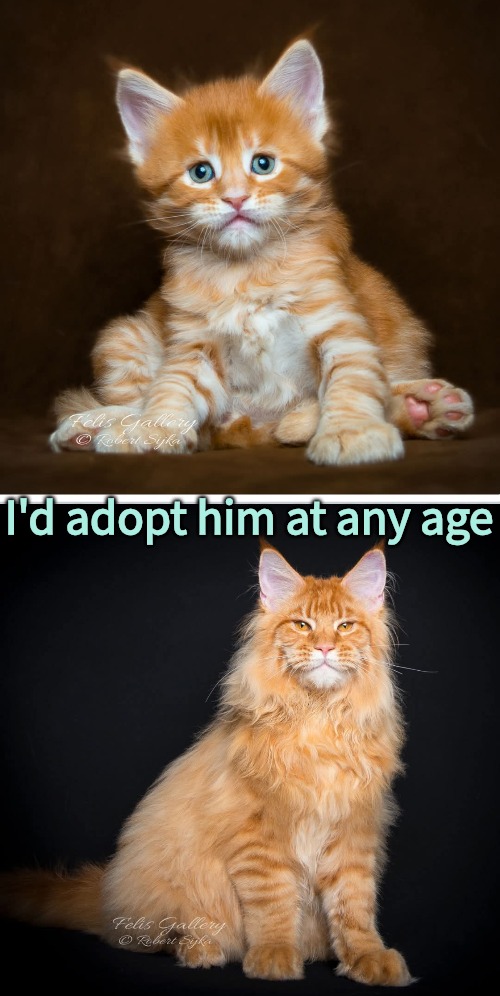 He's a Keeper | I'd adopt him at any age | image tagged in gorgeous cat,nature is amazing | made w/ Imgflip meme maker