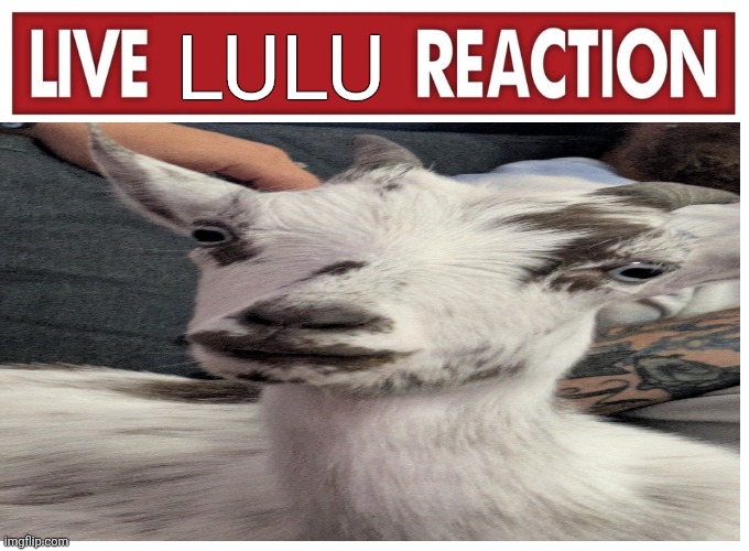 Live reaction | LULU | image tagged in live reaction | made w/ Imgflip meme maker
