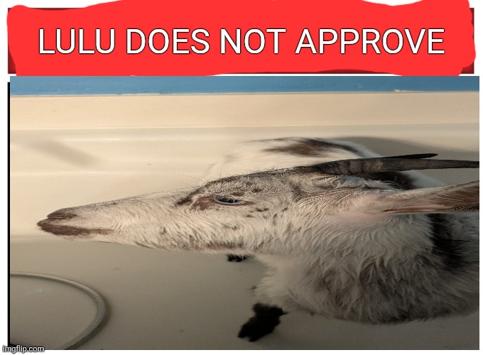 Live reaction | LULU DOES NOT APPROVE | image tagged in live reaction | made w/ Imgflip meme maker