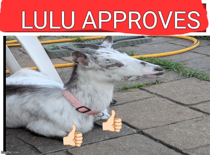 Approves | LULU APPROVES; 👍🏻; 👍🏻 | image tagged in live reaction | made w/ Imgflip meme maker