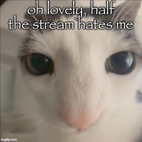 what did i even do cro | oh lovely, half the stream hates me | image tagged in cat | made w/ Imgflip meme maker