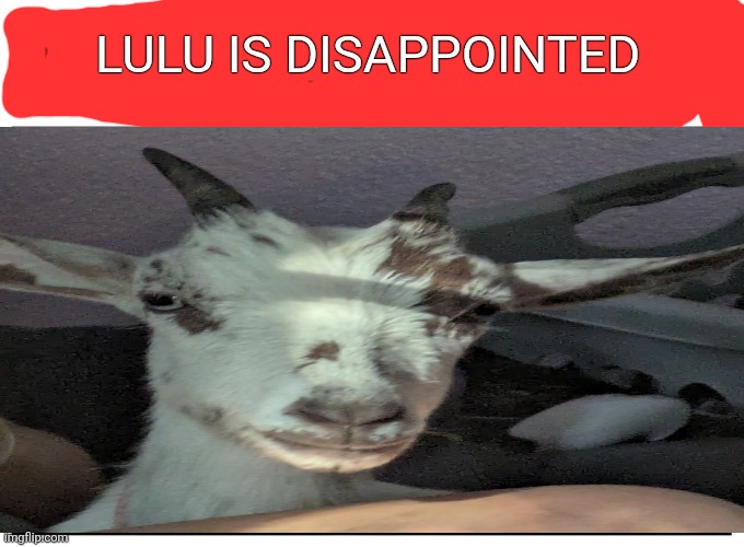 Live reaction | LULU IS DISAPPOINTED | image tagged in live reaction | made w/ Imgflip meme maker