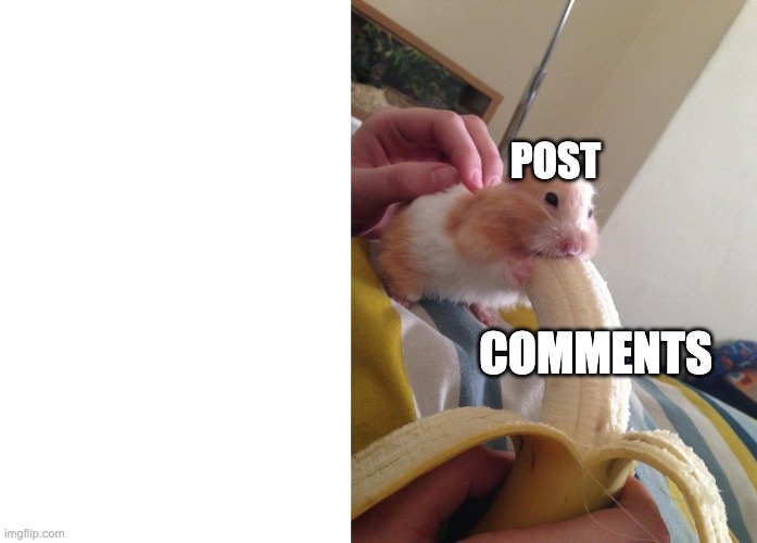 Hamster eating banana | POST; COMMENTS | image tagged in hamster eating banana | made w/ Imgflip meme maker