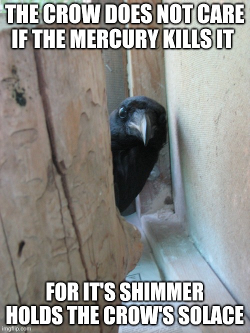 ... | THE CROW DOES NOT CARE IF THE MERCURY KILLS IT; FOR IT'S SHIMMER HOLDS THE CROW'S SOLACE | made w/ Imgflip meme maker
