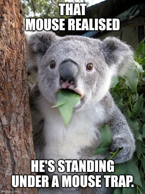 Surprised Koala Meme | THAT MOUSE REALISED; HE'S STANDING UNDER A MOUSE TRAP. | image tagged in memes,surprised koala | made w/ Imgflip meme maker