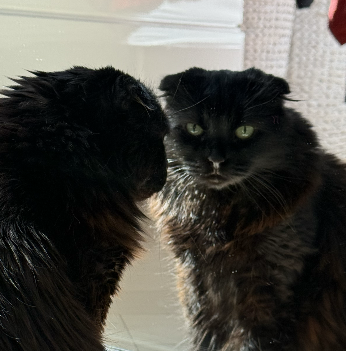 sooty the scottish fold Blank Meme Template