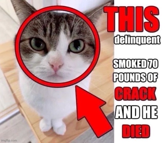 image tagged in wunkus,wunk,cats,memes,shitpost | made w/ Imgflip meme maker