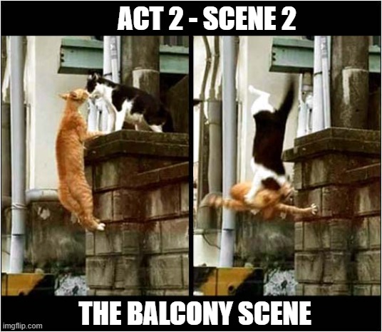If Cats Did Shakespeares 'Romeo And Juliet' | ACT 2 - SCENE 2; THE BALCONY SCENE | image tagged in cats,shakespeare,romeo and juliet,balcony | made w/ Imgflip meme maker