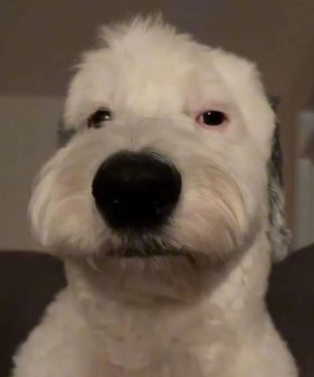 High Quality vro…… Blank Meme Template