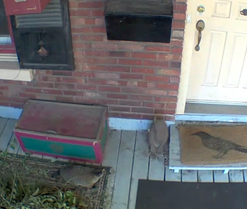 Groundhog Blank Meme Template