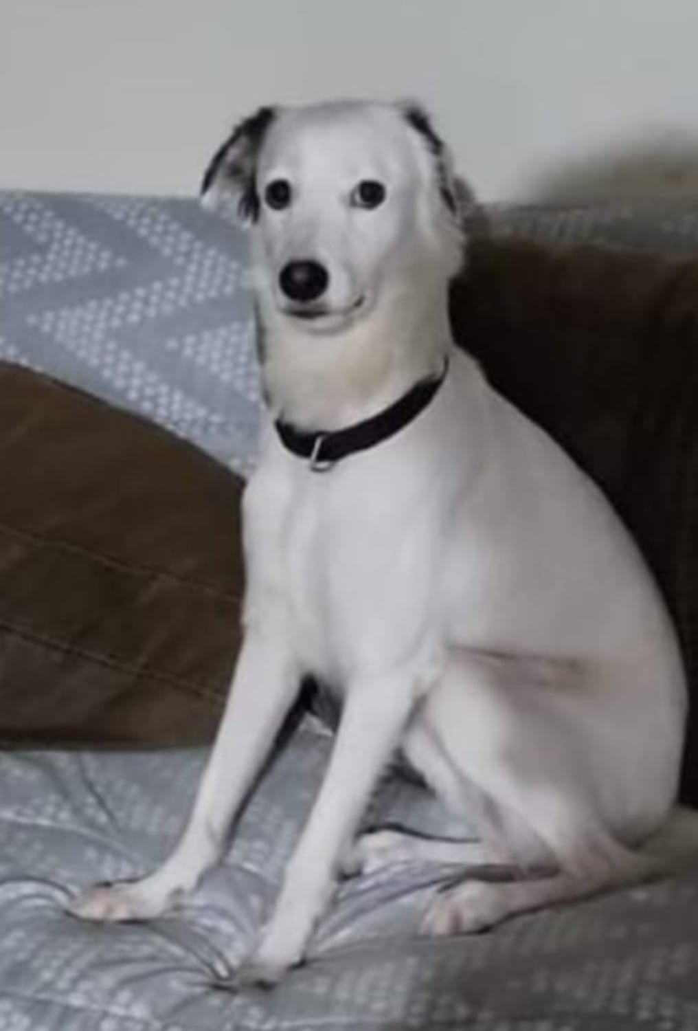 Olaf el perro Blank Meme Template