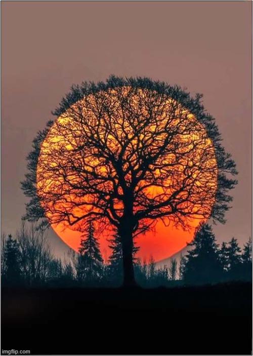 The Sun Hiding Behind A Tree ! | image tagged in sunset,sun,tree | made w/ Imgflip meme maker