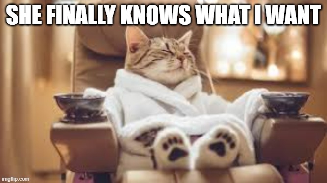 Cat says her human finally knows what she wants.  - funny - | SHE FINALLY KNOWS WHAT I WANT | image tagged in funny,cats,humor,kittens,spoiled | made w/ Imgflip meme maker